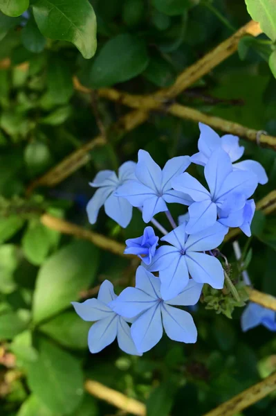 Vista Perto Belas Flores Azuis Jardim — Fotografia de Stock