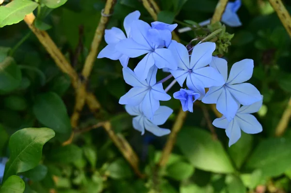 Bliska Widok Pięknych Niebieskich Kwiatów Ogrodzie — Zdjęcie stockowe