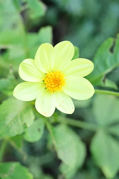 庭の美しい黄色の花を間近に見ることができます — ストック写真