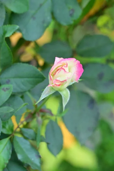 Bahçedeki Güzel Beyaz Pembe Gül Çiçeğinin Yakın Görüntüsü — Stok fotoğraf