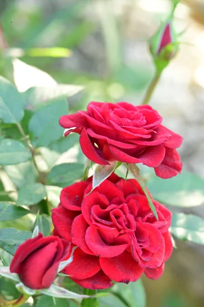 Close View Beautiful Red Rose Flowers Garden — Stock Photo, Image