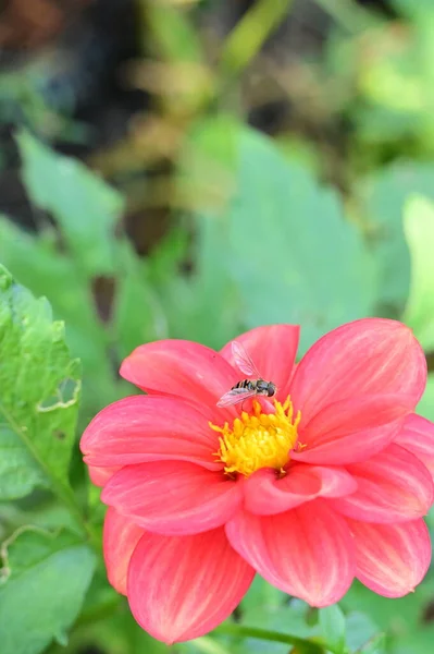 蜜蜂坐在花园里的一朵红花上 — 图库照片