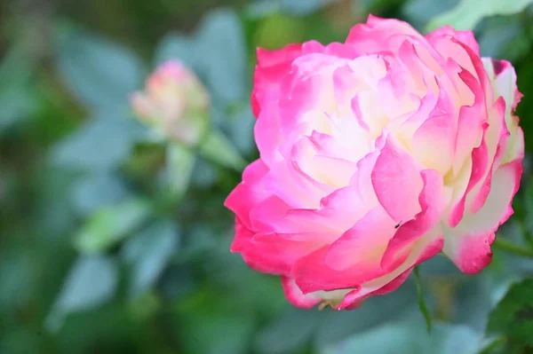 Közeli Kilátás Gyönyörű Fehér Rózsaszín Rózsa Virág Kertben — Stock Fotó