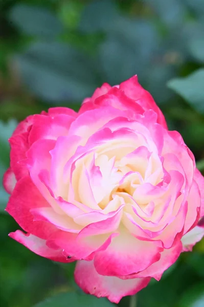 Close View Beautiful White Pink Rose Flower Garden — Stok Foto