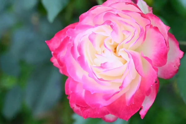 Вид Красивый Белый Розовый Цветок Розы Саду — стоковое фото