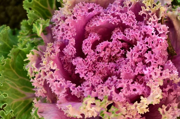 Purple kale cabbage, close up view