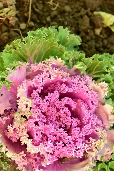 Purple kale cabbage, close up view