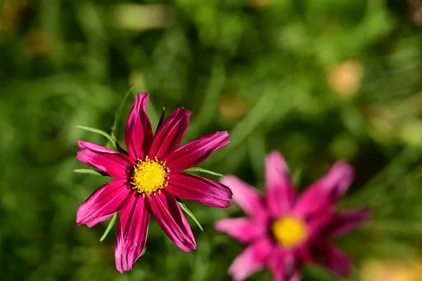 Vista Vicino Bellissimi Fiori Rosa Giardino — Foto Stock