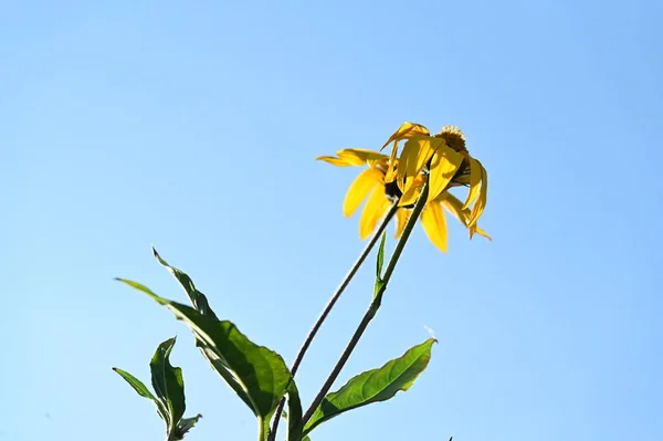 青空の上の美しい黄色の花背景 — ストック写真