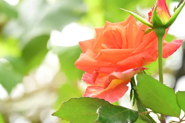 Närbild Vacker Ros Blomma Trädgården — Stockfoto