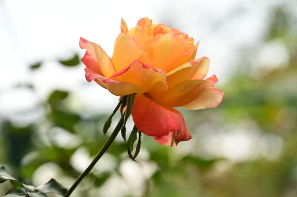 Närbild Vacker Ros Blomma Trädgården — Stockfoto