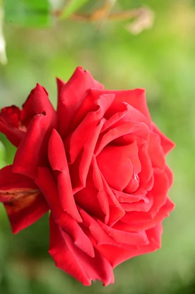 Vista Cerca Hermosa Flor Rosa Roja Jardín — Foto de Stock