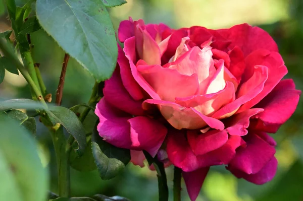 花园里美丽的粉红色玫瑰花的近景 — 图库照片