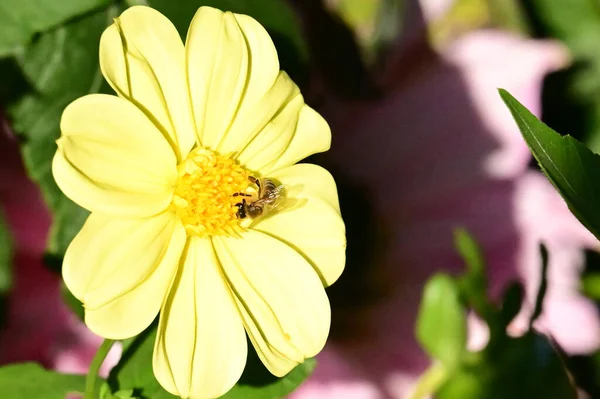 蜂は庭の黄色い花の上に座り — ストック写真