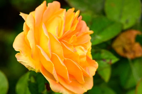 Bliska Widok Piękny Żółty Kwiat Róży Ogrodzie — Zdjęcie stockowe