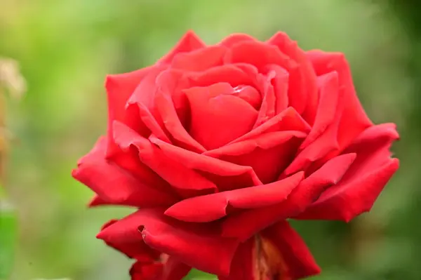 Vista Cerca Hermosa Flor Rosa Roja Jardín — Foto de Stock