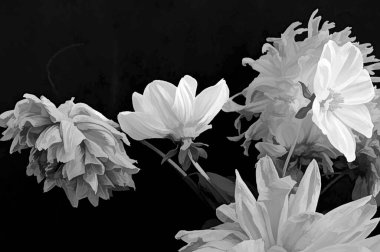 siyah ve beyaz monokrom çiçekli fotoğraf, güzel çiçekler, yakın görüş