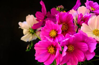 Siyah arkaplanda güzel beyaz ve pembe çiçekler