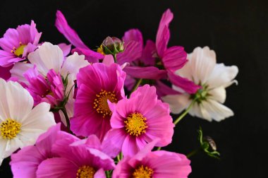 Siyah arkaplanda güzel beyaz ve pembe çiçekler