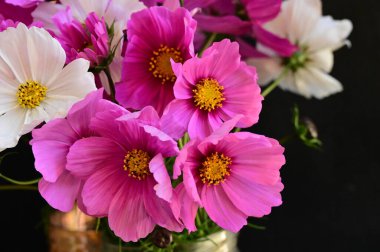 Siyah arkaplanda güzel beyaz ve pembe çiçekler