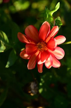 Bahçedeki güzel kırmızı çiçekleri kapat.