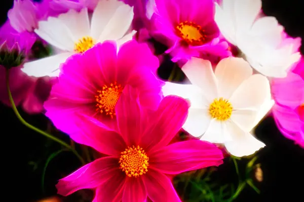 Siyah Arkaplanda Güzel Beyaz Pembe Çiçekler — Stok fotoğraf