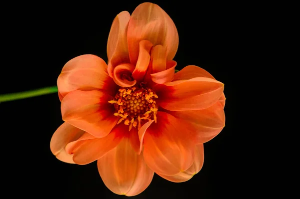 Hermosa Flor Roja Sobre Fondo Oscuro Vista Cercana —  Fotos de Stock