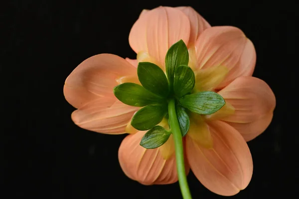 Primer Plano Hermosa Flor Brillante —  Fotos de Stock