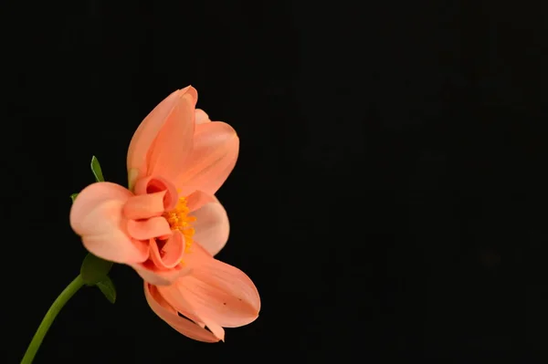 Hermosa Flor Roja Sobre Fondo Oscuro Vista Cercana —  Fotos de Stock