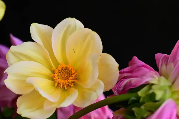 Mooie Bloemen Boeket Close — Stockfoto