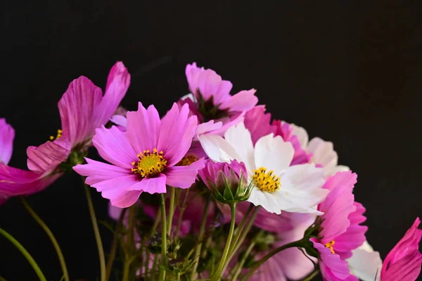 Belas Flores Brancas Rosa Fundo Preto — Fotografia de Stock