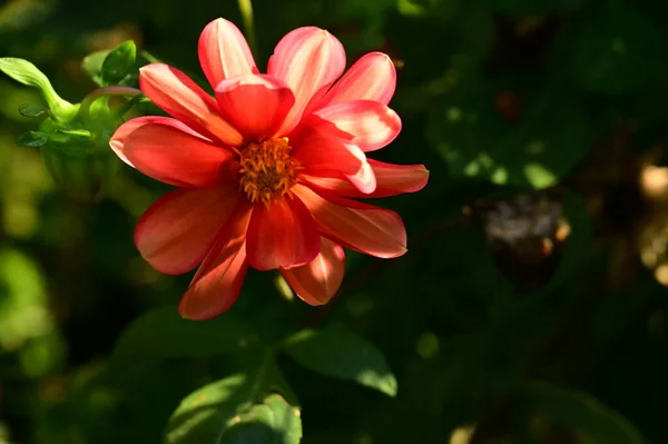 Nahaufnahme Von Schönen Roten Blumen Garten — Stockfoto