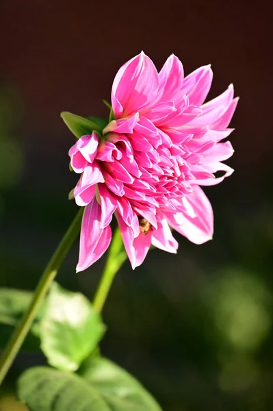 Close View Beautiful Pink Flowers Garden — Stock Photo, Image