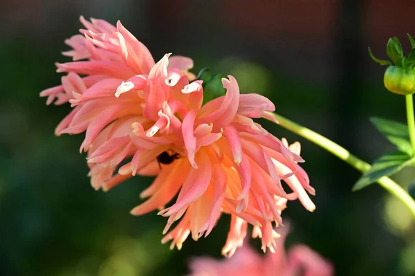 Close View Beautiful Pink Flowers Garden — ストック写真