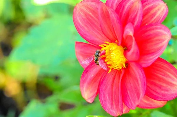 Пчела Сидящая Розовом Цветке Саду — стоковое фото