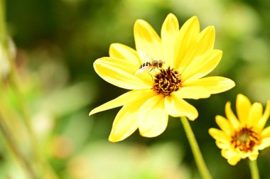 Bahçedeki sarı çiçekte oturan arı.