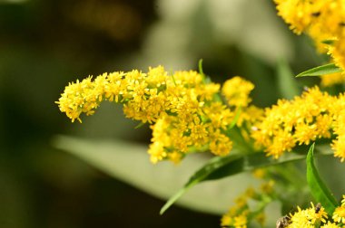 Güzel, parlak sonbahar çiçeklerini kapatın.