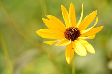 Bahçedeki güzel sarı çiçekleri kapat.