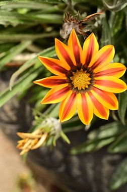 Bahçedeki güzel sarı ve turuncu çiçekleri kapat.