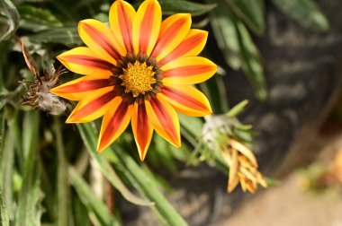 Bahçedeki güzel sarı ve turuncu çiçekleri kapat.