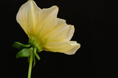 Koyu arkaplanda güzel sarı çiçek, yakın görüş.