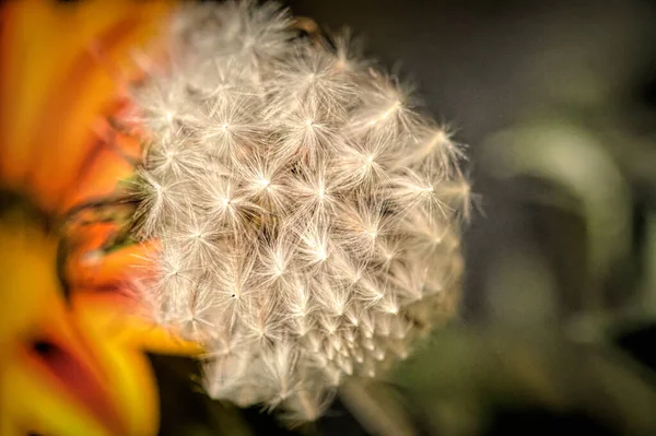 Close Beautiful Bright Autumn Flowers — Stock Photo, Image