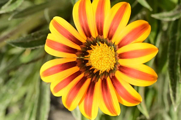 Vista Cerca Hermosas Flores Amarillas Anaranjadas Jardín — Foto de Stock