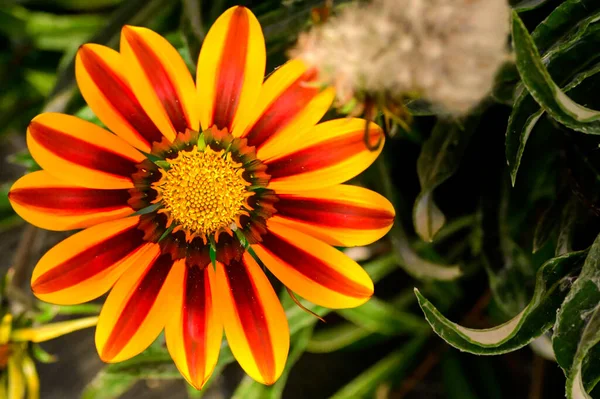 Κοντινή Θέα Των Όμορφων Κίτρινων Και Πορτοκαλί Λουλουδιών Στον Κήπο — Φωτογραφία Αρχείου
