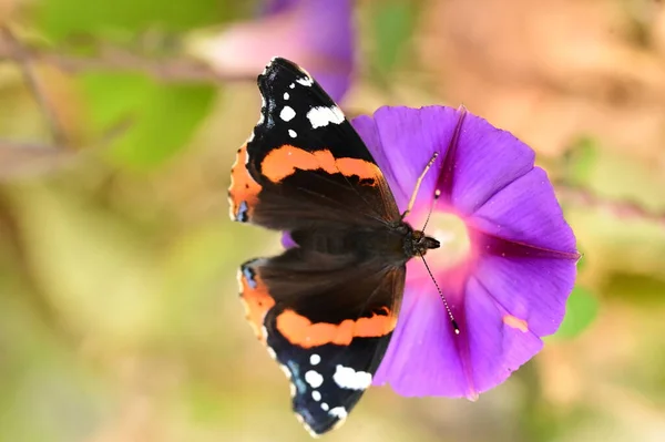 Beautiful Butterfly Sitting Purple Flower Garden — Stock Photo, Image