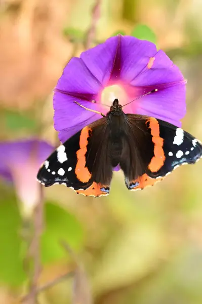 庭の紫色の花に座っている美しい蝶 — ストック写真