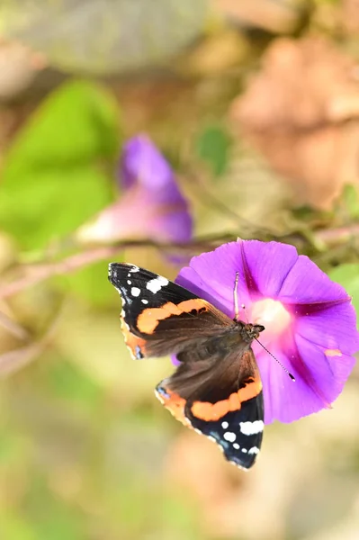 Schöner Schmetterling Sitzt Auf Lila Blume Garten — Stockfoto