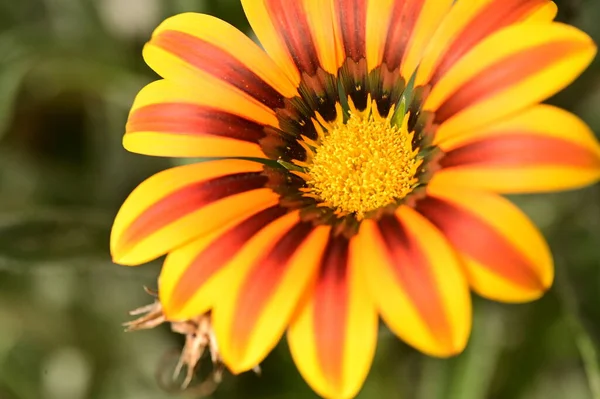 Närbild Vackra Gula Och Orange Blommor Trädgården — Stockfoto