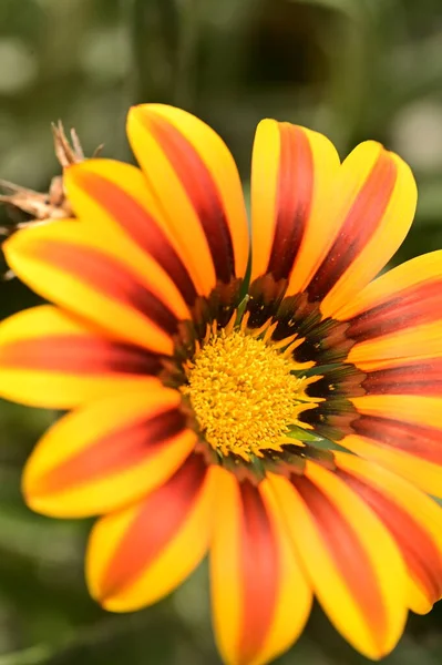 Närbild Vackra Gula Och Orange Blommor Trädgården — Stockfoto