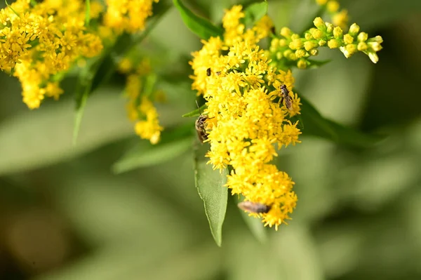 Close Van Mooie Heldere Herfstbloemen — Stockfoto